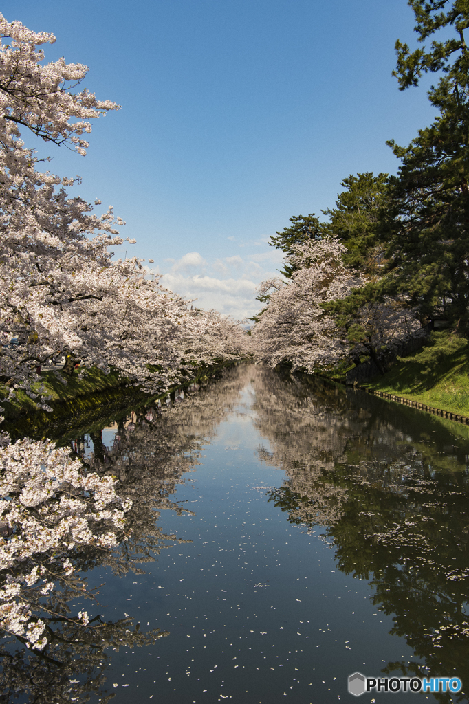 弘前公園 2017 外濠②