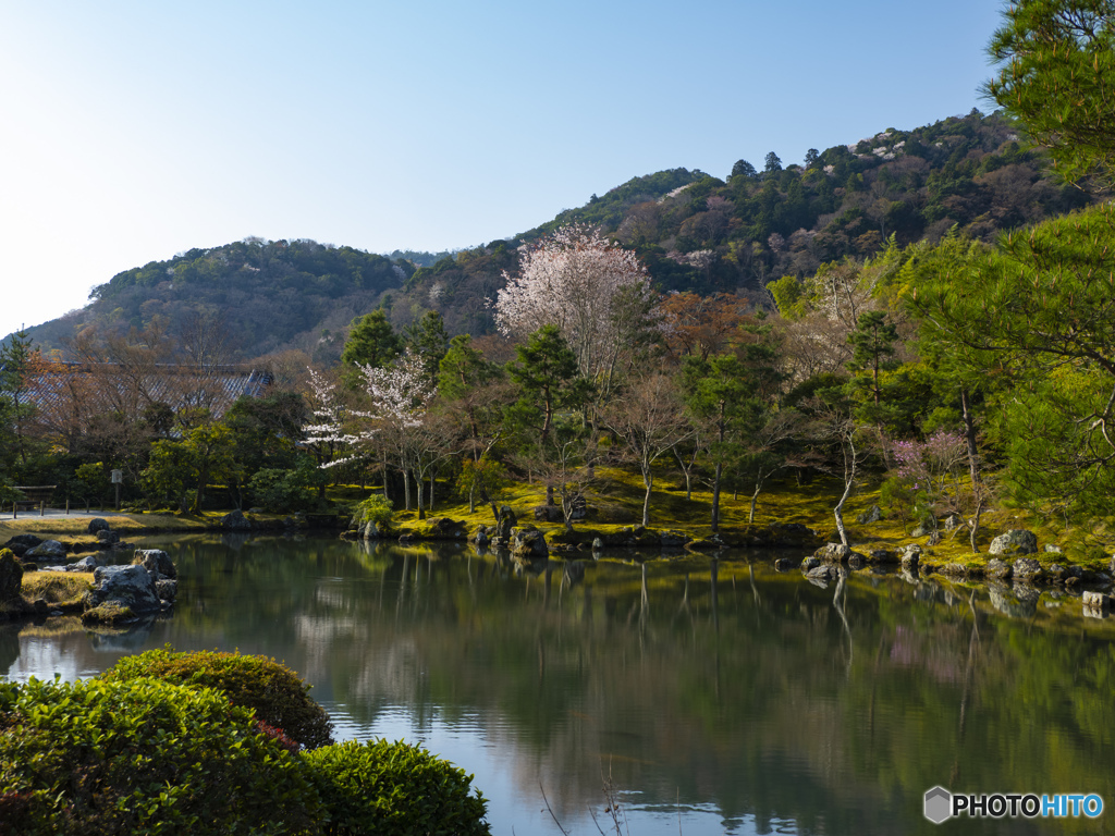 京の桜　2021　天龍寺①