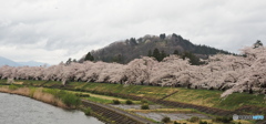 桧木内川桜並木(角館)　祭り中止閉鎖中