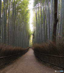 嵯峨野の竹林