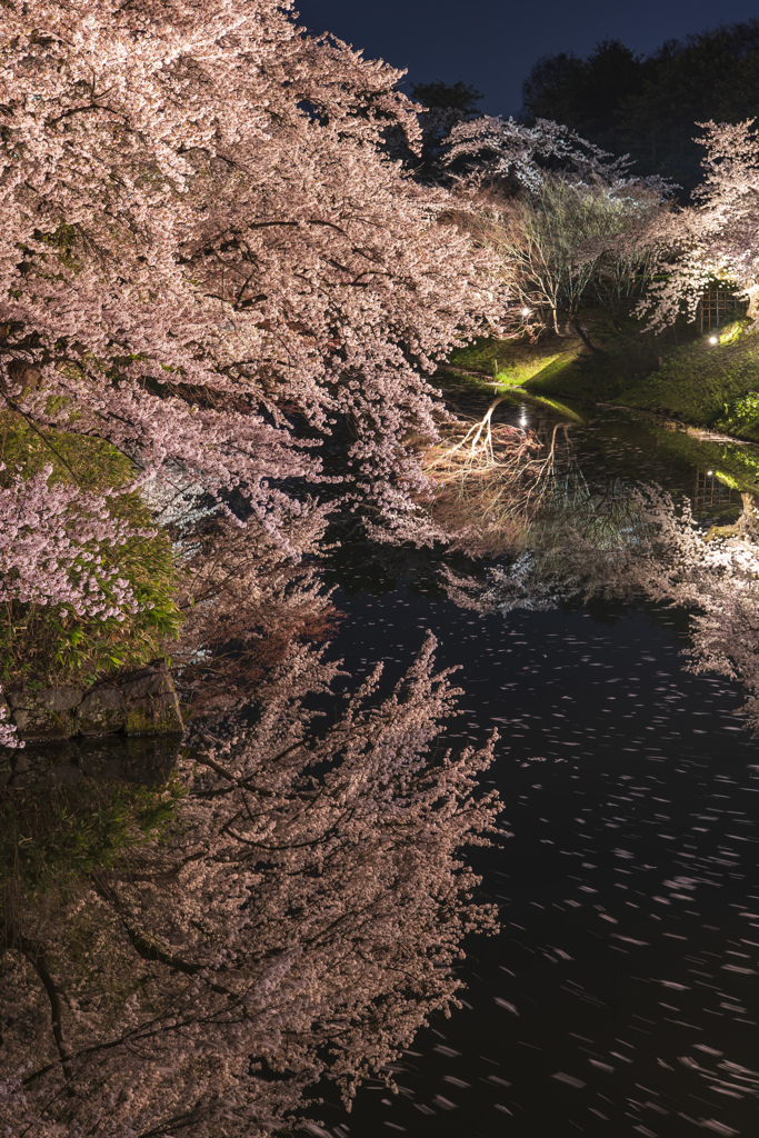 桜　弘前公園　夜④