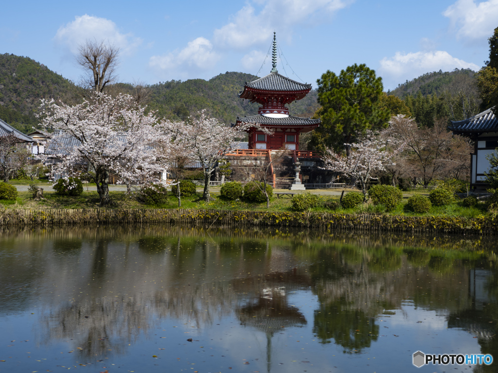 京の桜　2021　大覚寺②