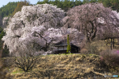 勝間薬師堂の枝垂れ桜　2021　③