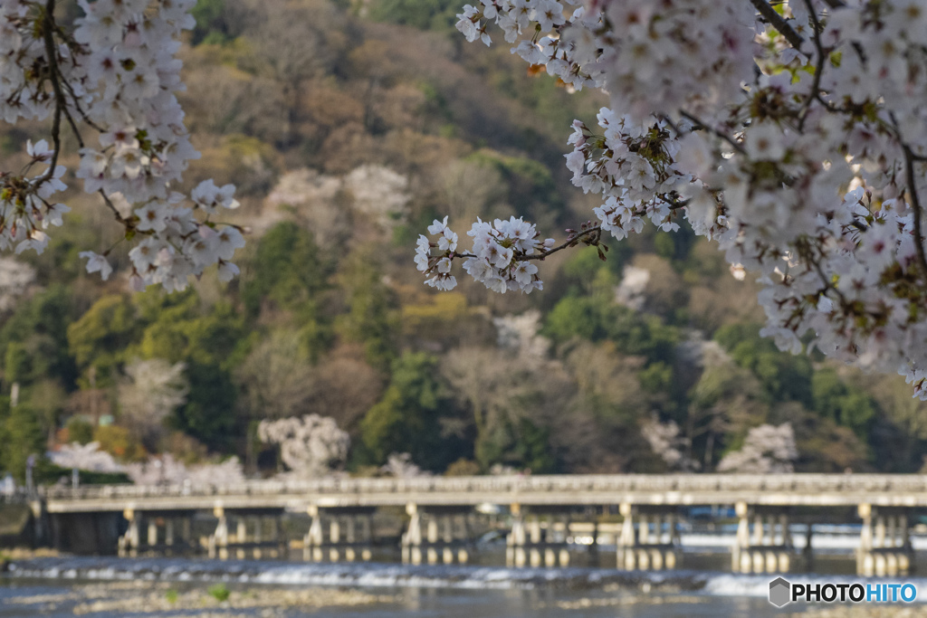 京の桜　2021　嵐山④