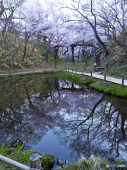 高遠城址公園　2021　①