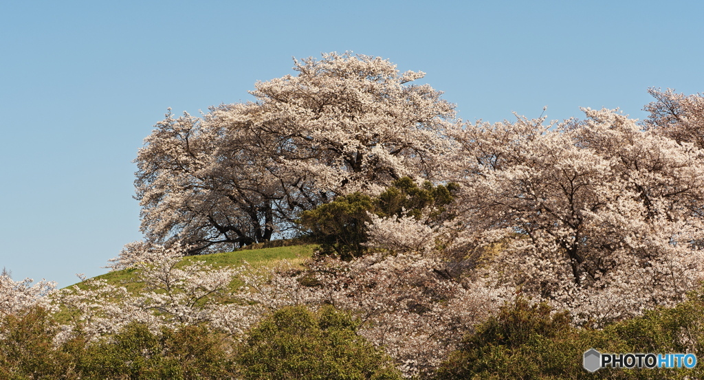 西側は満開(古墳公園)