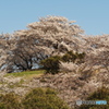 西側は満開(古墳公園)