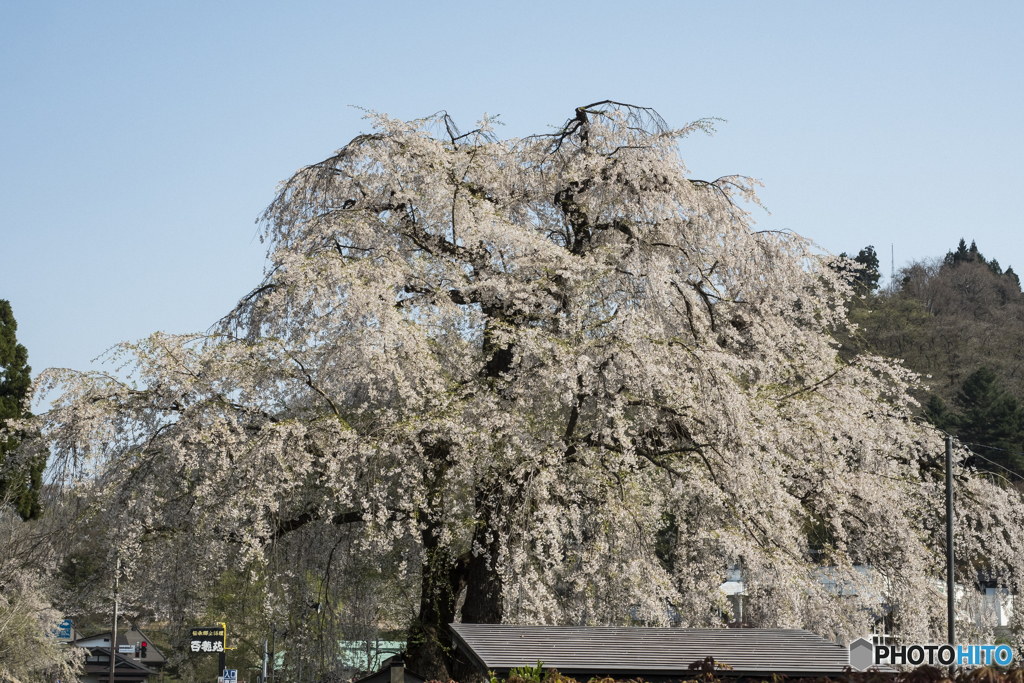 枝垂れ桜