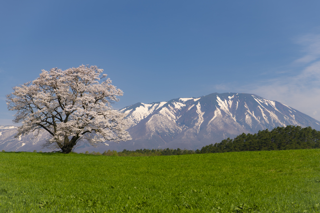 岩手の春