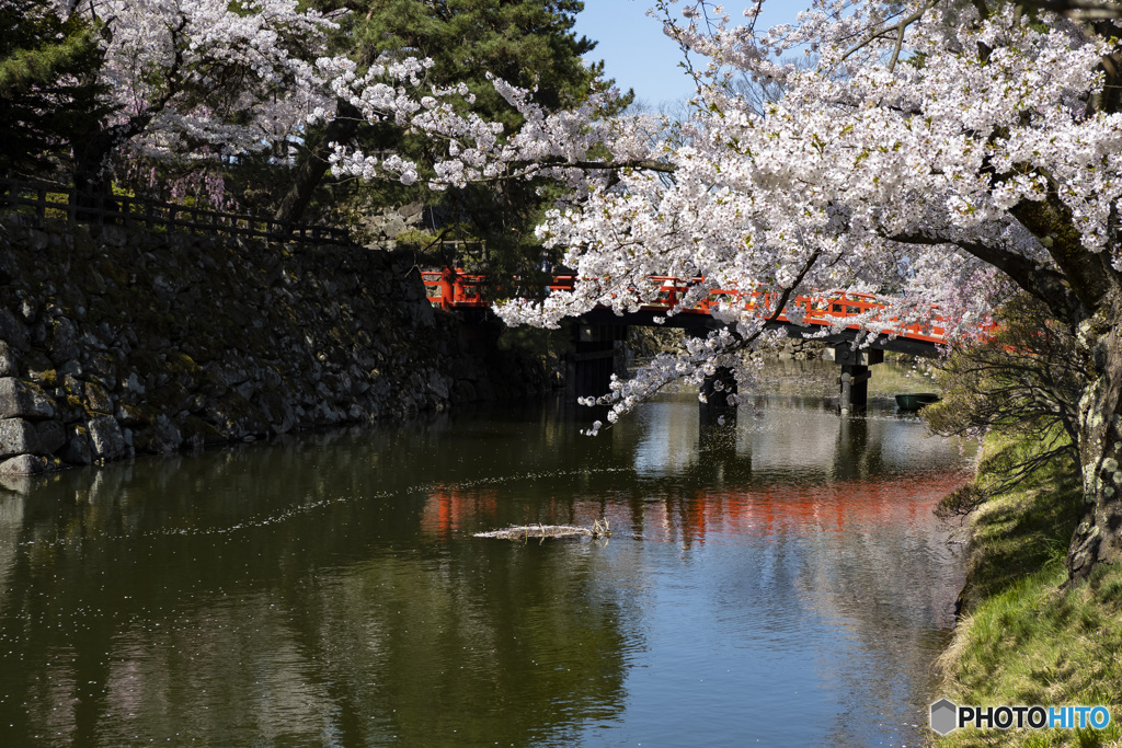 東北桜　2021　弘前公園　昼　⑤