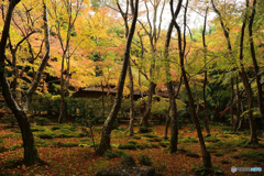 深まる秋　祇王寺