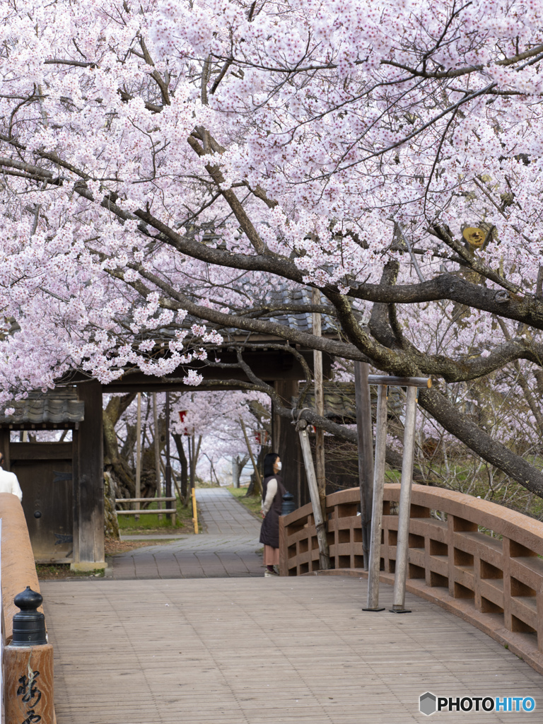 高遠城址公園　2021　②