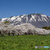 東北桜　2021　岩手山　①