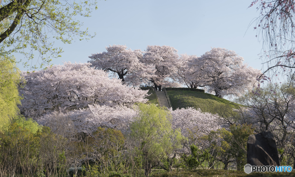 古墳が覆う桜