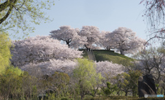 古墳が覆う桜