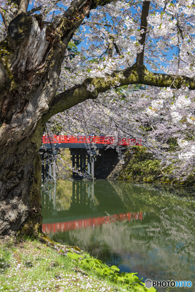 弘前公園 内濠①