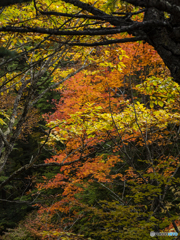 龍頭の瀧 途中の紅葉