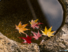 限られた世界に