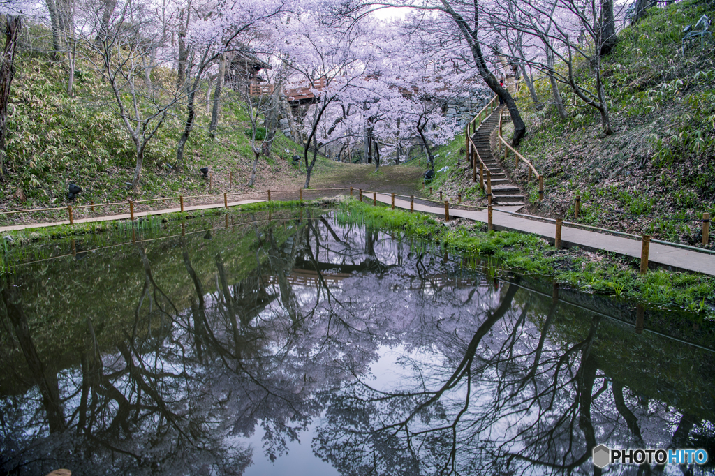 高遠の桜