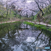 高遠の桜