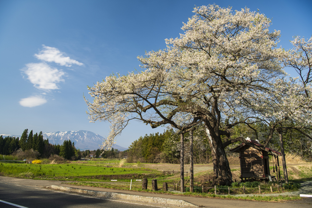 東北　弘法桜