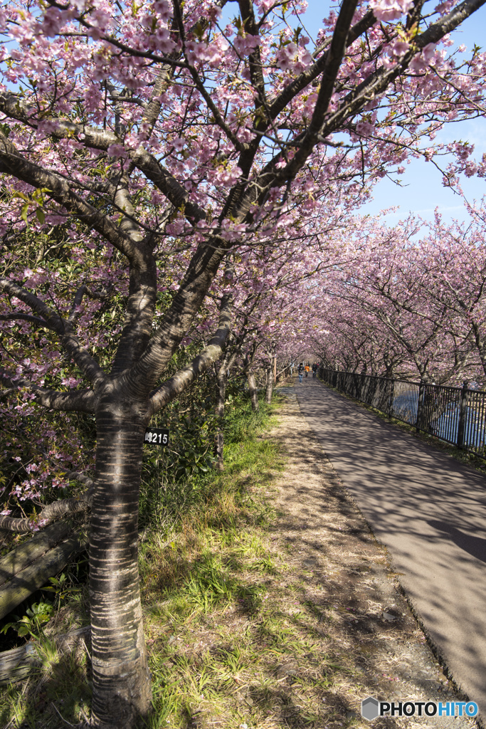 ②河津桜 2018