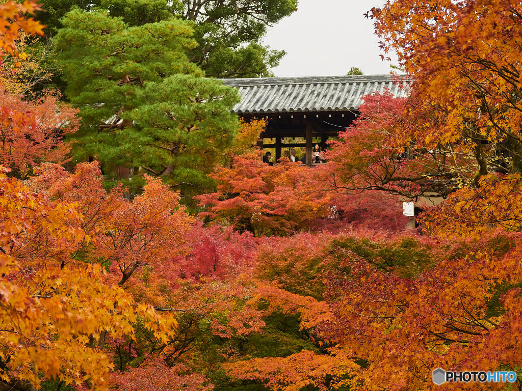 東福寺①