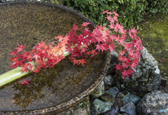 圓光寺のおもてなし