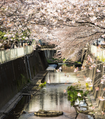 神田川の桜