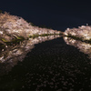 桜　弘前公園　夜①
