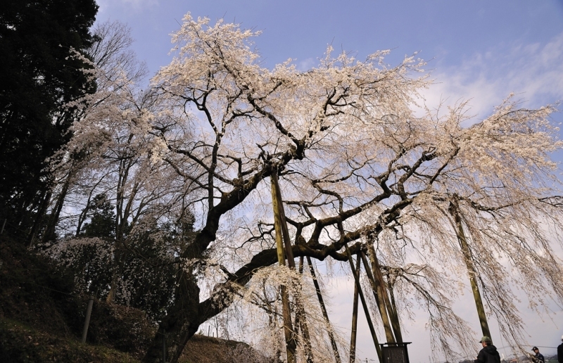 岡崎垂れ桜