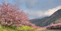 河津桜