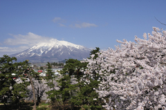 岩木山と桜