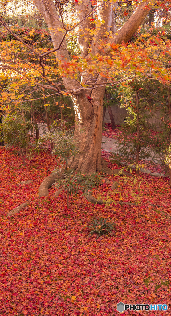 今年一番の散り紅葉