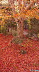 今年一番の散り紅葉