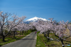 岩木山と春駆けるランナー