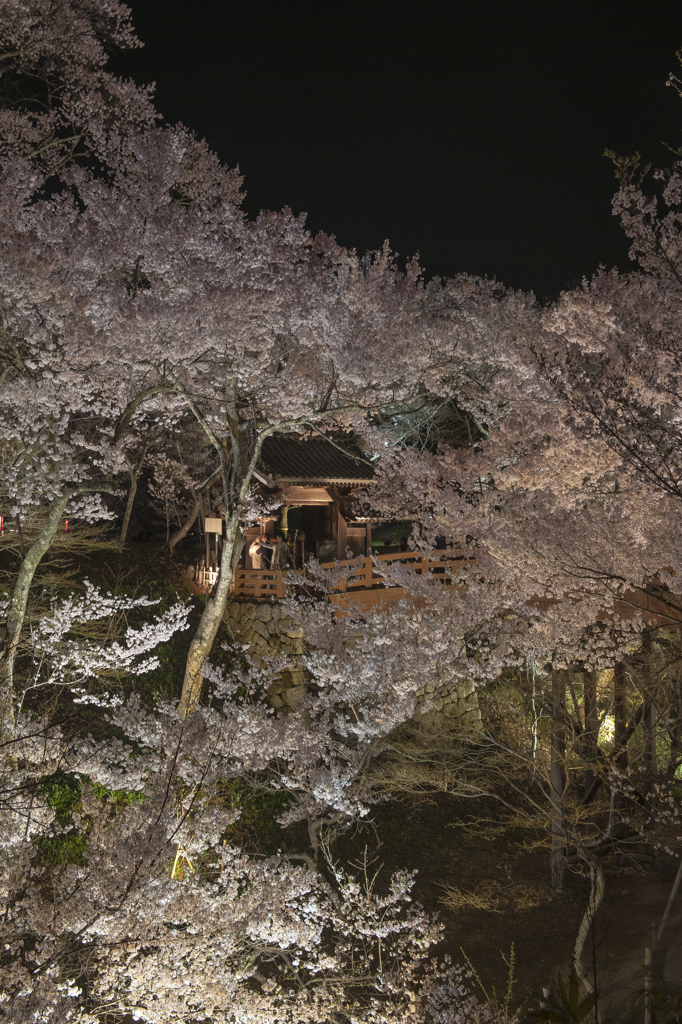 高遠城址の桜