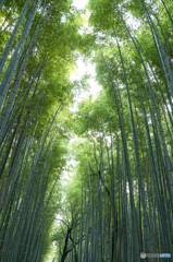 嵯峨野と言えば・・・