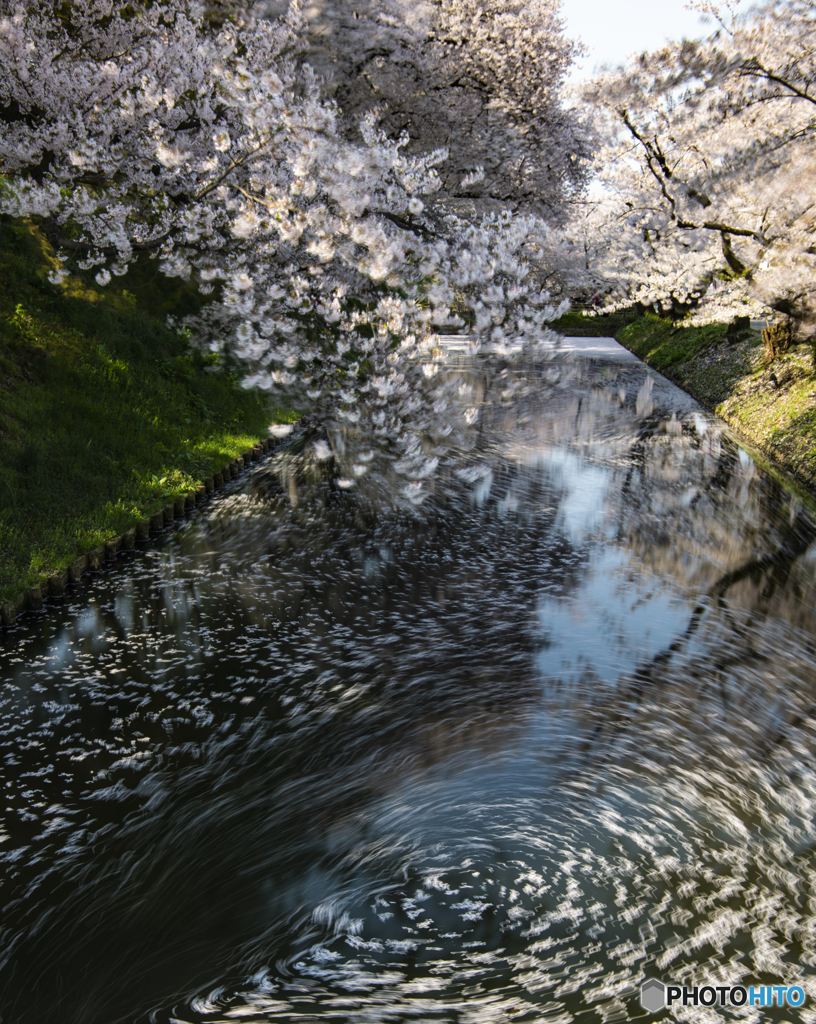 花筏②(弘前公園)