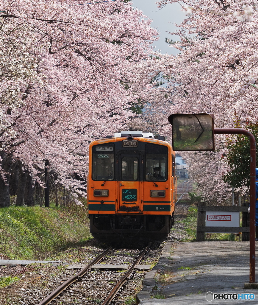 春の入線(芦野公園閉鎖中)