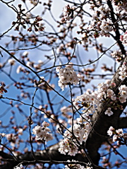 うちのところの埼玉は開花です。