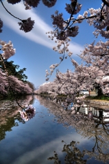 弘前の桜2010
