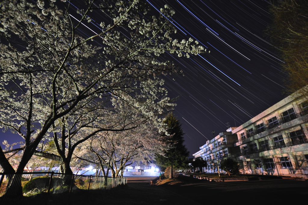 学舎の桜