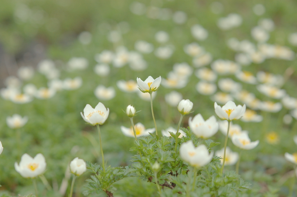 healing flowers