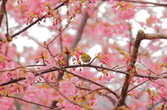 メジロと河津桜