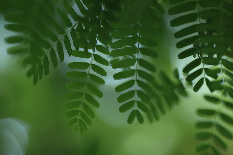 ネムネムグリーン