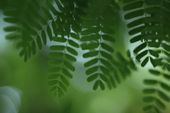 ネムネムグリーン