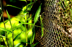 虫キング、カマキリ