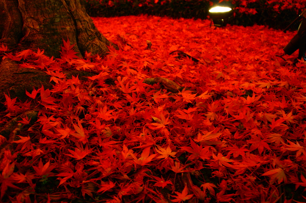 紅葉の絨毯てほんとにある