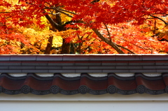 もみじの永観堂で